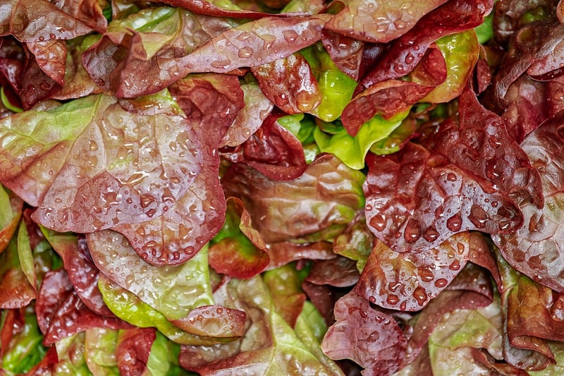 Fresh Salad Combinations